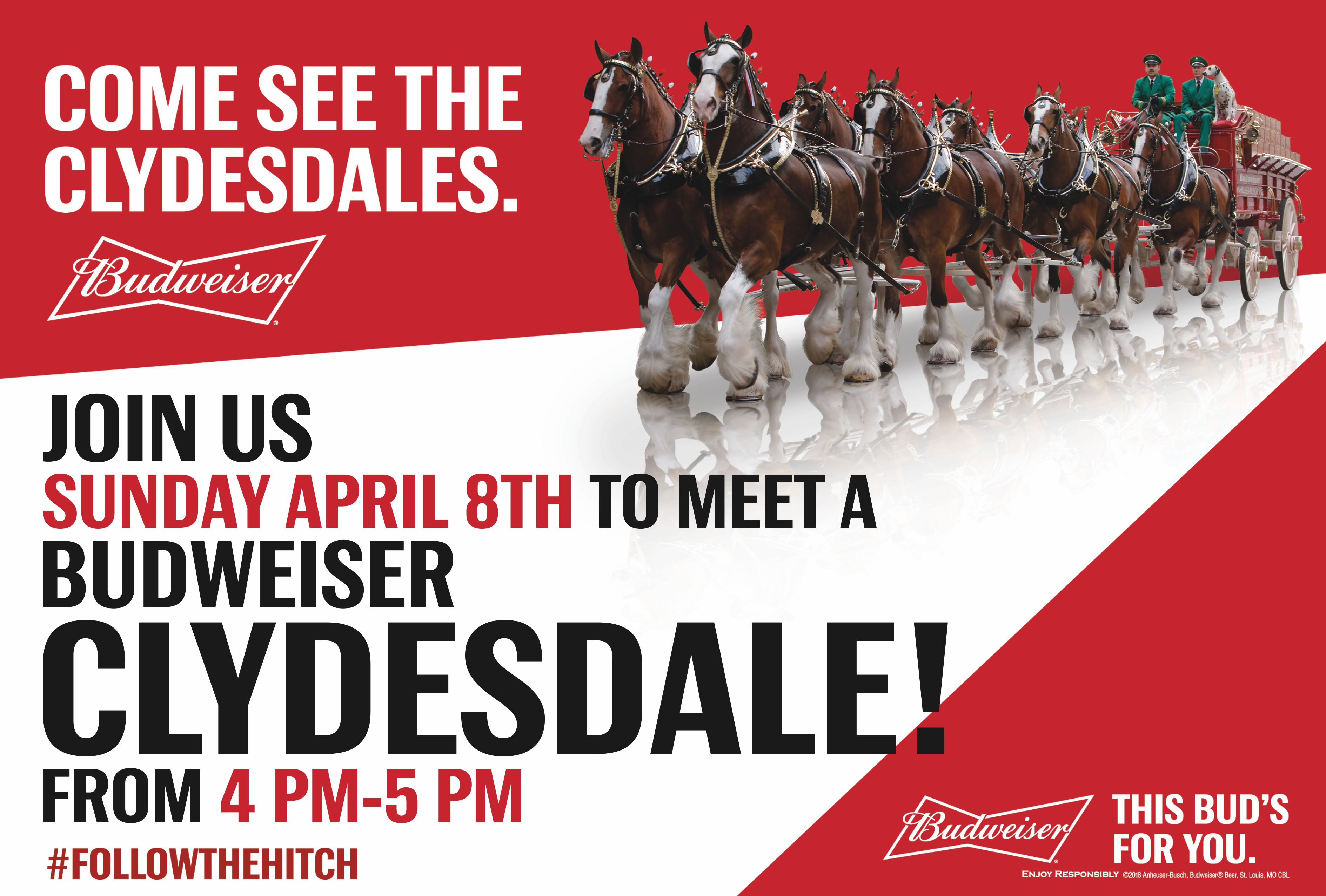 Meet A Budweiser Clydesdale For Cubs Home Opening Day Hand Family