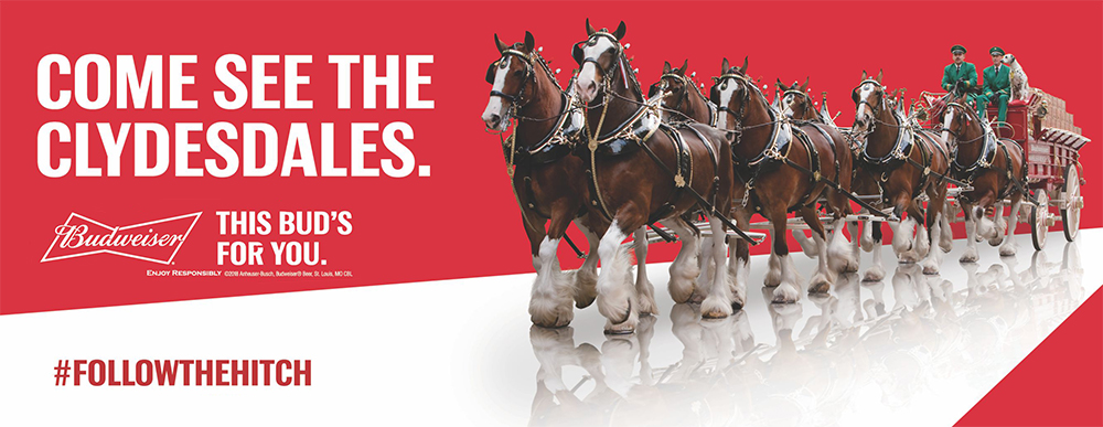 Budweiser Clydesdale