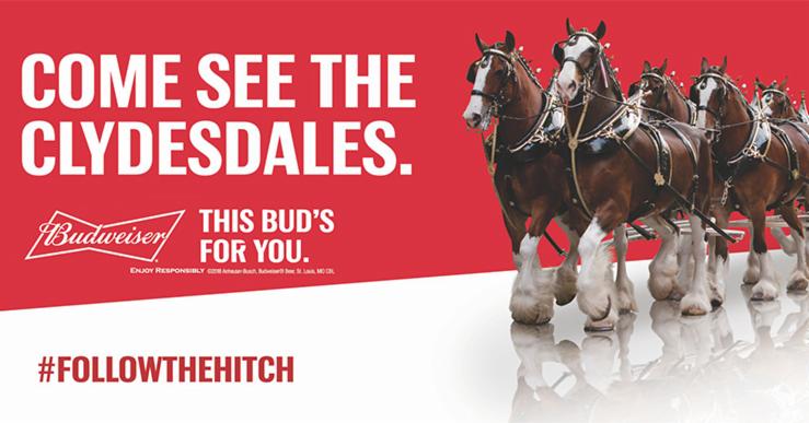 Clydesdales