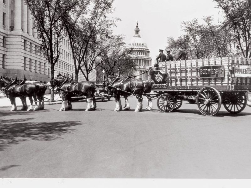 Budweiser Clydesdales